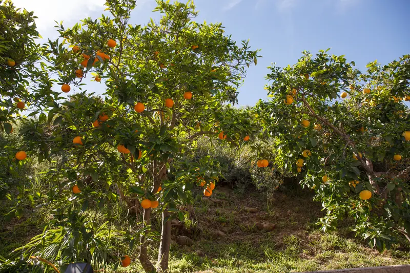 Orange trees